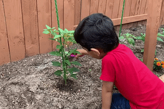 Toddler UX — Associative Learning. Introducing gardening: Seeding- Science, Math & Independence