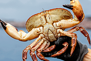 Crazy Crab Capers: Discovering the Charm of Tweed River’s Gold Coast Adventure!