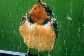 Para onde vão os pássaros quando chove