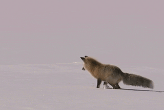 To Design is To Ask Bigger Questions Through Your Craft