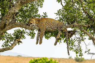 Everything You Need To Know Before Choosing The Serengeti Safari Holidays