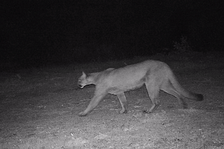 Building a simple AI-powered, human-in-the-loop system to manage wildlife camera trap images