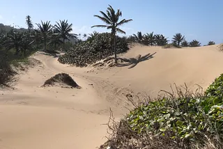 Against the backdrop of a cloudless blue sky, the sun washes over an enormous dune and the handful of palm trees that stabilize it.