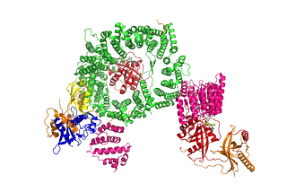Cryo-EM structure of the RanBP2 (orange) /Ran(GTP) (red) /RanGAP1 (pink) -SUMO1 (yellow) /UBC9 (blue) /CRM1(green) /Ran(GTP) complex.