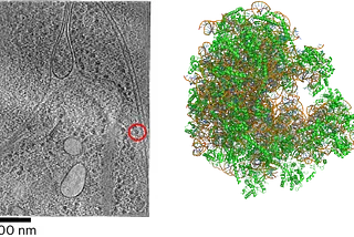 (Left) Averaged Cryo-ET image of parasite-infected red blood cells showing Plasmodium falciparum 80S ribosome particles. Image adapted from Figure 2. (Right) Single particle cryoEM structure of the Plasmodium falciparum ribosome in the POST state. PDB 9QUB. CC BY SBGRID.