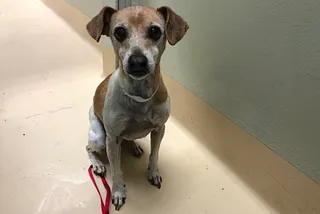 Shelter Pet Reviews #8: Clancy, Chomper, Gretchen, and Keanu