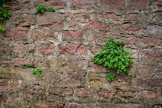 A solid stone wall with plants defiantly growing through the holes.