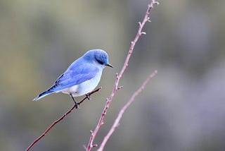 How Birding Became a Go-To Quarantine Hobby