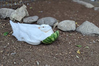 a small white adolescent duck nestles his beak under wing with his breast cupped by the top slice of a watermelon