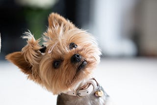 a yorkie