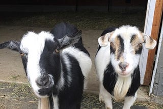 These Goats Want You to Know Petting Zoos Aren’t Happy Places
