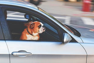 Dog in car waiting for owner