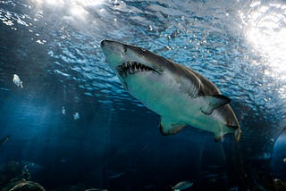 A great white shark swims just below the surface of the water, looking menacing and toothy