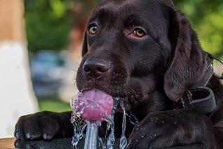 3 Best Water Fountains to Keep Your Pets Hydrated