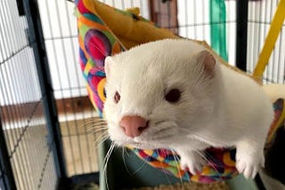 A white-furred, pink-nosed mink looks curiously towards the camera lens from a hammock in a cage.