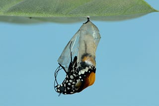 The Exit from the Chrysalis