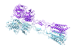 mGluR3 dimer (colors represent different monomers) with agonist LY379268 and PAM VU6023326. CC BY SBGRID.