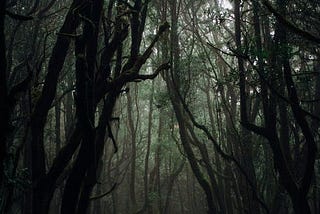 Photo of a Dark Forest by Francesco Ungaro from Pexels