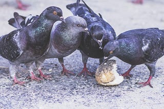 Right Now, We Need to Feed the Pigeons