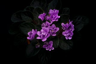 Small purple flowers against a dark background.