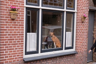 A dog sitting in a large window in a red-brick house, as seen from outside.