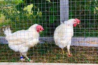 Two white chickens with bright red head combs stand behind a wire mesh fence.