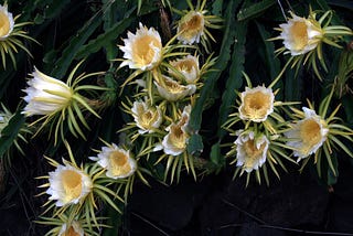 Succulents in the Garden