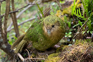 Inside New Zealand’s High-Tech Plan to Save the Heaviest Parrot in the World