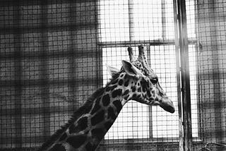 Black-and-white photo of a giraffe in a cage, looking out a window.