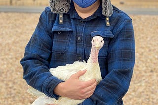 A person in a blue flannel shirt, mask, and hat holds a cute young white turkey who seems to be looking at the camera