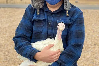 A person in a blue flannel shirt, mask, and hat holds a cute young white turkey who seems to be looking at the camera