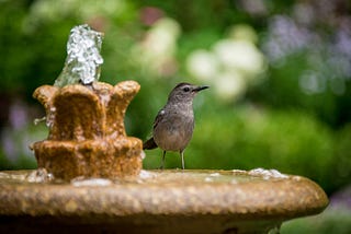 A bird bath, and a bird