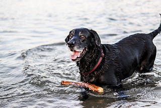 Black Lab with a grey muzzle and red collar, standing belly deep in water a stick floating in front of him