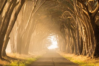 Foggy path through tunnel of trees