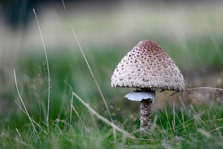 A single mushroom with a brown cap outside in a field. The grass in the background is blurry.
