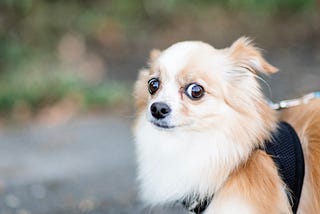 5 Enrichment Strategies to Help Calm an Anxious Dog