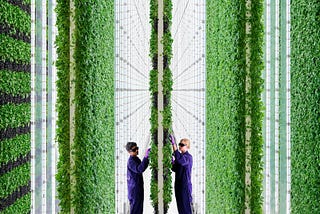 Indoor Vertical Farms Are the (Very Expensive) Future of Food