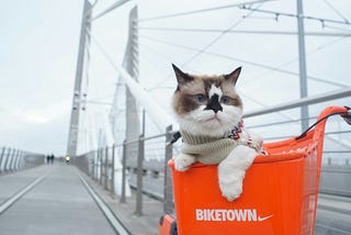 Henry the Cat