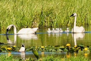As his family rests, the male stands guard. Island Park, Idaho. By Kris Cochran