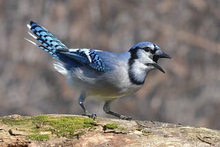 A photo of a blue jay calling.