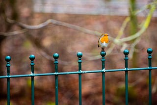 A single bird sitting on a railing next to a dying garden at the start of winter