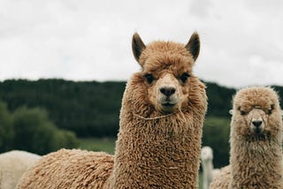 #15 Protect your Data by Running LLMs Locally with Ollama