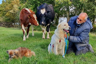 The Dairy Cows Who Turned a Farm Into a Haven