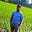 Image 2: Siddhartha Reddy Paduri