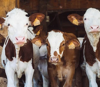 Close up of three brown and white jersey cows with cute expressions looking directly at the camera with yellow numbered tags clipped on their ears