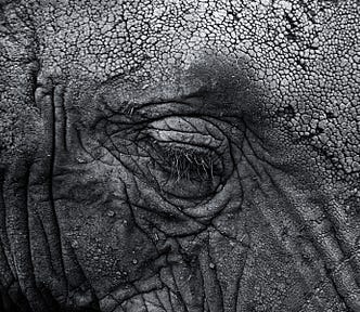 Black and White Elephant Face. Is This It? By Rena Willis