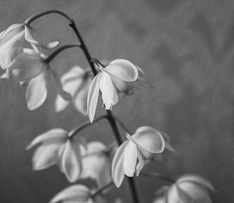 Embracing Grief: How to Heal, Let Go, and Rediscover Purpose After Loss