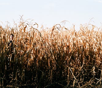 tall dried crops with a girl looking out