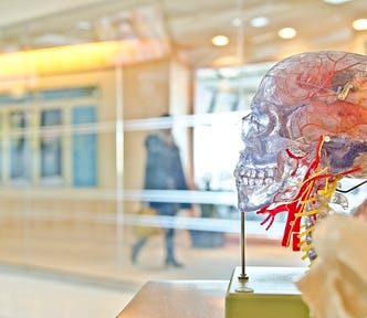 Profile of a plastic see-through brain in a conference room. Another clay brain is seen beside it, but out of focus. A person in heeled boots is also walking by.