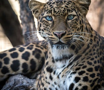 A close-up image of a leopard resting on a tree branch. The leopard’s striking blue eyes are focused directly at the viewer, surrounded by its golden coat marked with black rosettes. The background is softly blurred, showcasing out-of-focus trees, enhancing the leopard as the central subject. Its posture is relaxed but exudes a sense of strength and alertness.